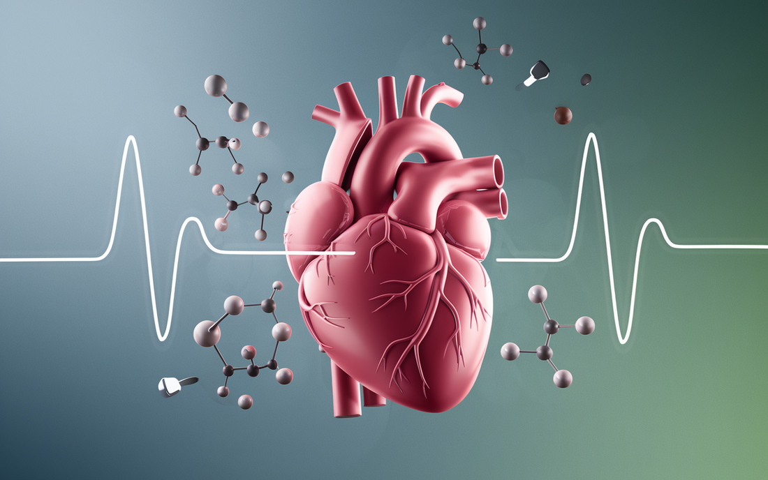 Efeitos da Creatina no Sistema Cardiovascular